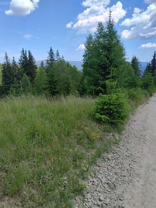 Vând teren intravilan Bucovina Pojorata 15 e/mp