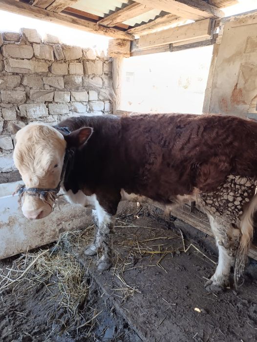 Бұкалар сатылымда