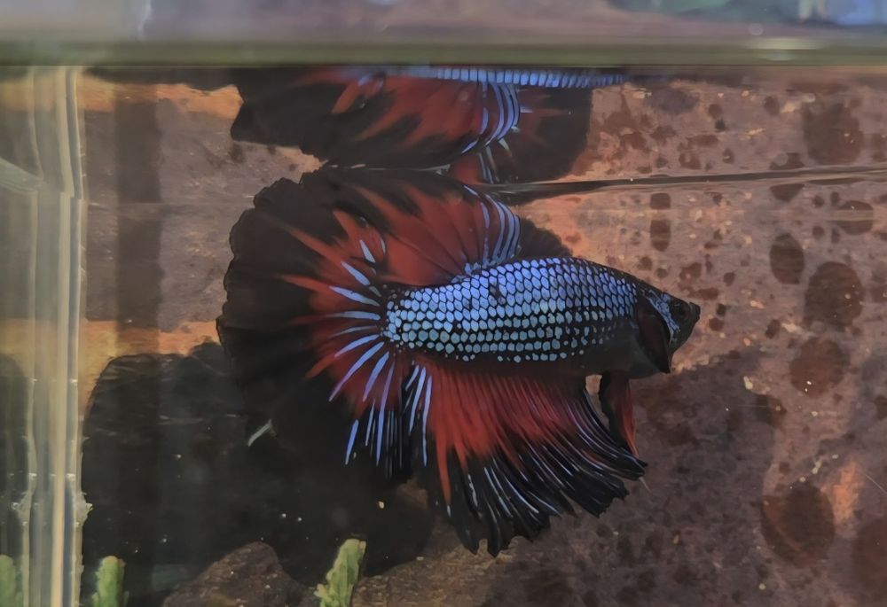 Betta splendens halfmoon si plakat