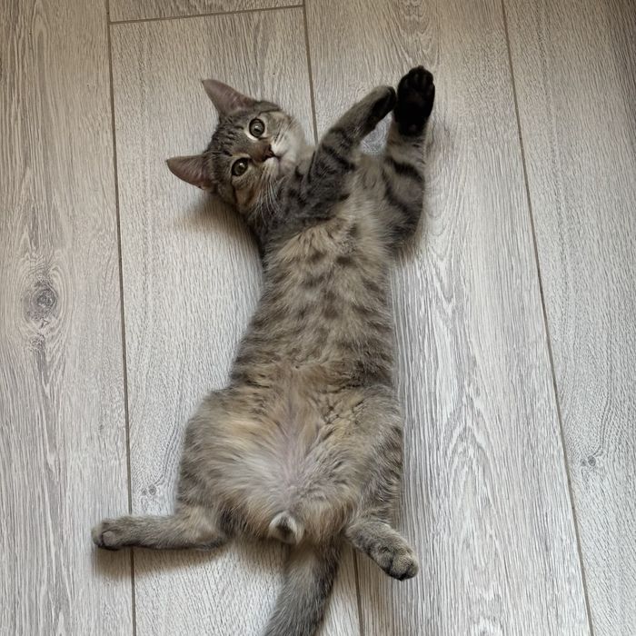 отдам кота в добрые руки