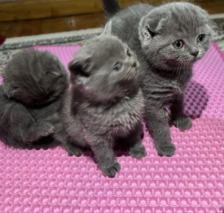 Скоттиш фолд и страй