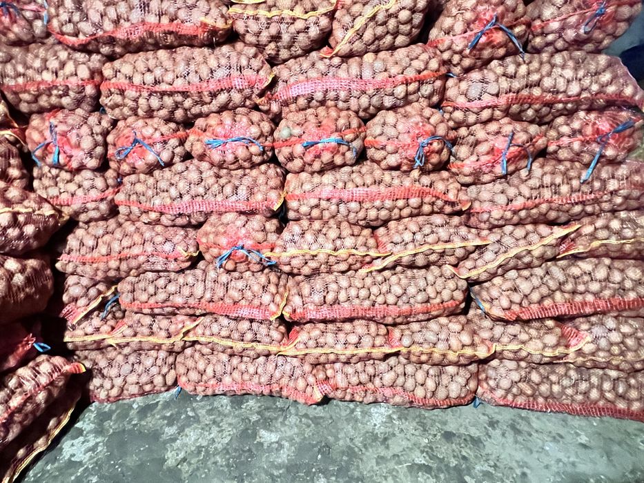 Cartofi consum și sămânță !