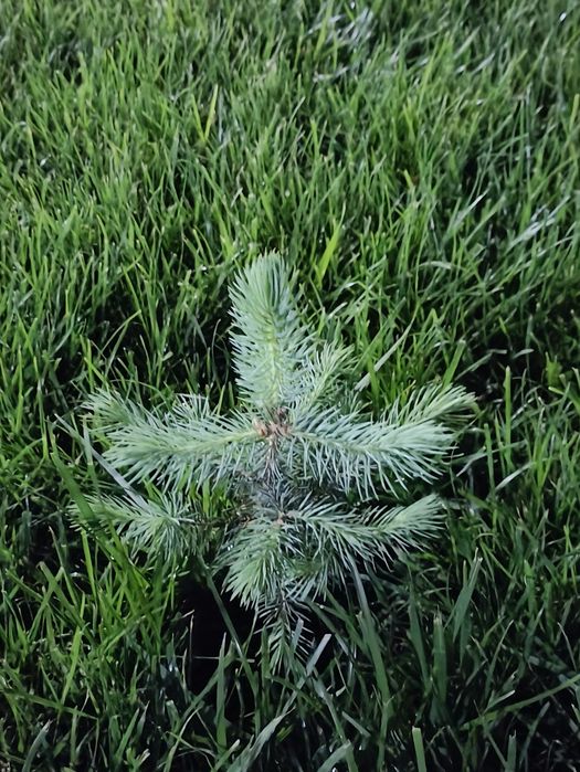 Биогумус 1300 сум .