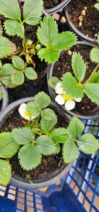 Разсад домати, Левурда,  вечен лук, целогодишни ягоди