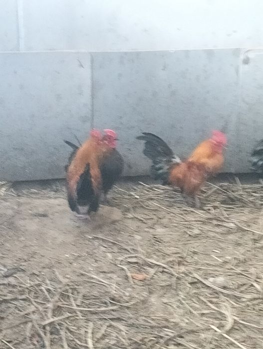 Карликовые петухи