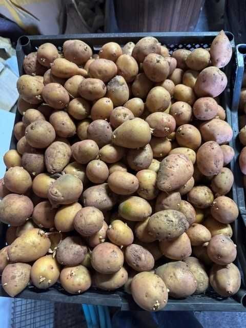 Семенной картофель