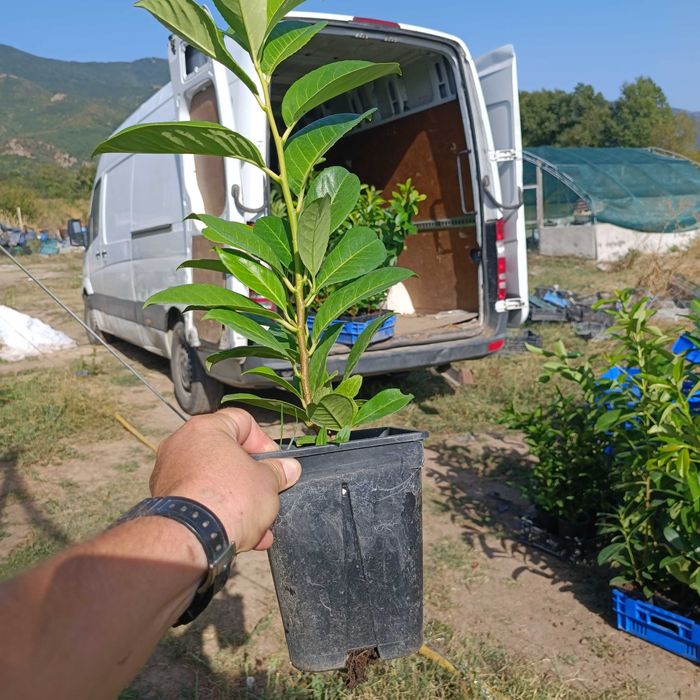 Лавровишна за жив плет