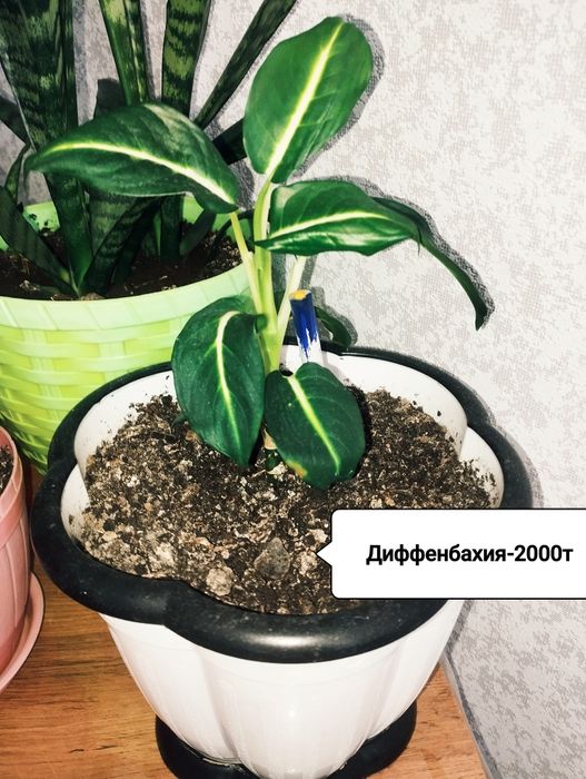 Продам комнатные растения