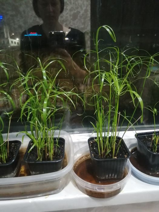 Циперус (болотная пальма )