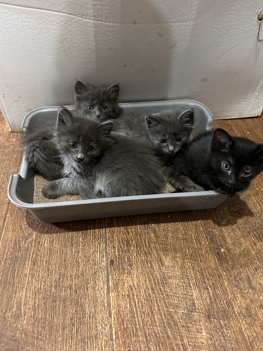 Отдам котят милые
