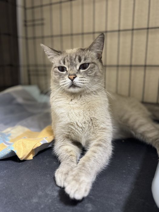 Ищет дом красивая кошечка