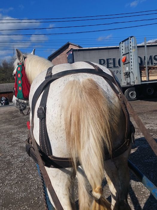 De vânzare iapa de 8 ani