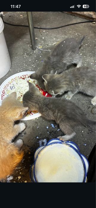 Подкинули котят, 2 мальчика 2 девочки