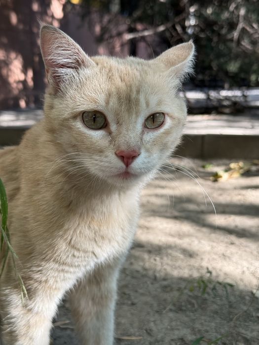 Котик в добрые руки