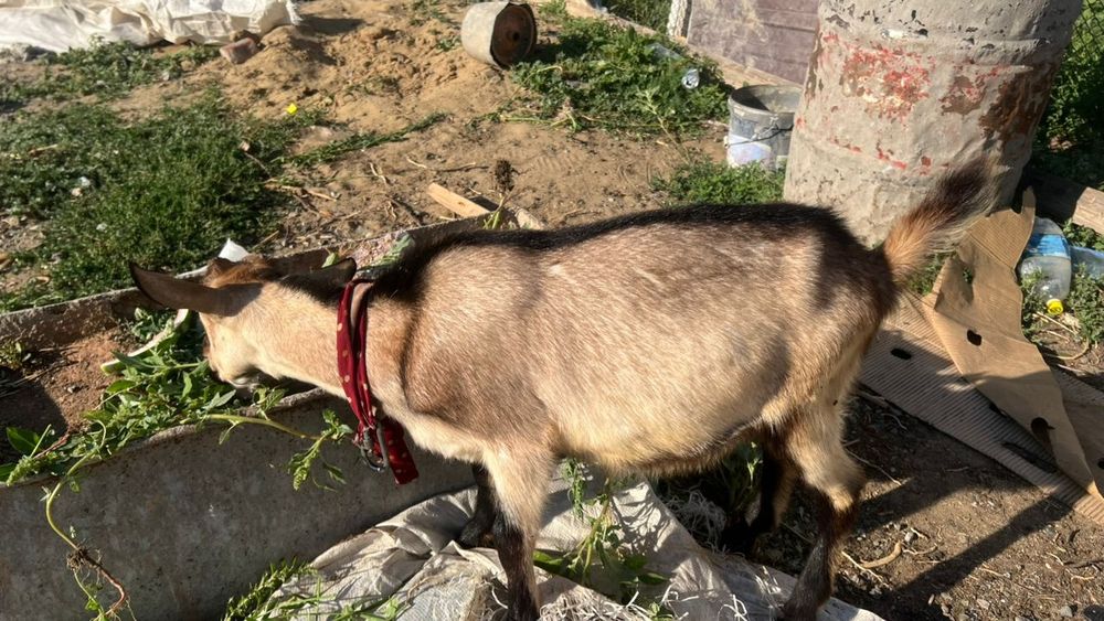 Лақ теке породалы