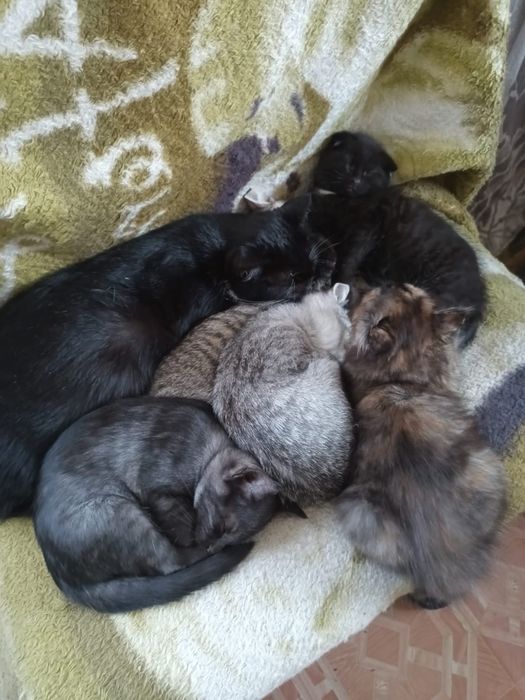 Котята в добрые руки! 5 малышей, мальчики и девочки»