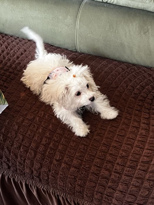 Provine din părinți de talie mică (Maltez × Toy).