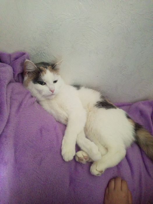 Кошка мейнкун в добрые руки