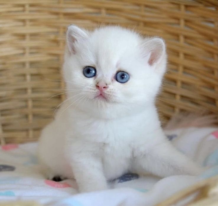 Продаются шикарные малыши. Девочка и малчик. Серебристая шиншилла ns12