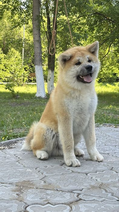Щенок акита Ину с документами