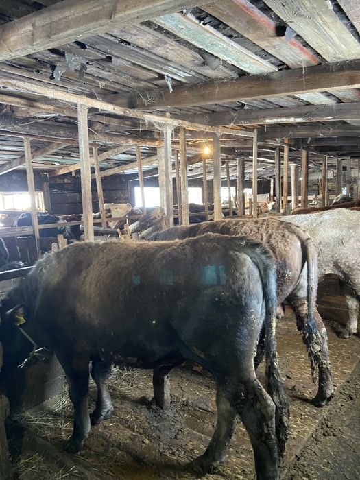 Продам бычков 11 бас