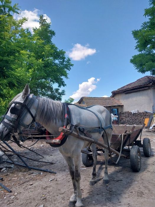 Iapă de vânzare!