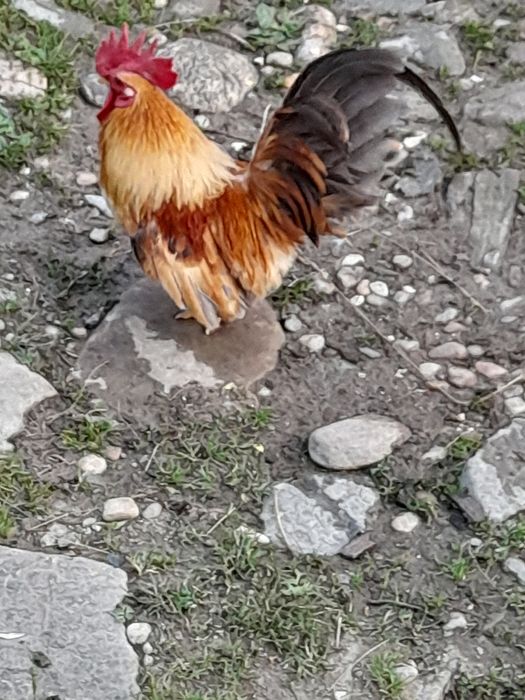 Chabo de Columbia am 2 si un cocoș de matase japoneza