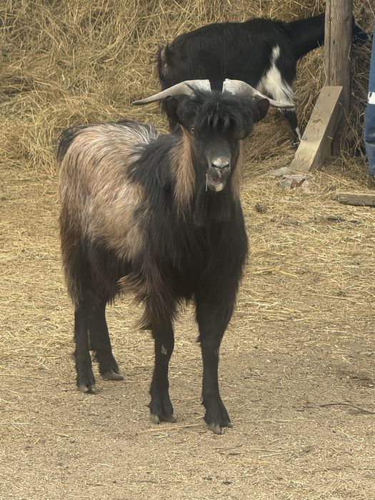 Buna! De vanzare tap