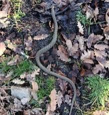 Залавяне на змии до велико търново