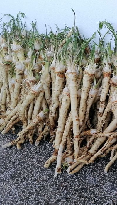 Продавам корени хрян