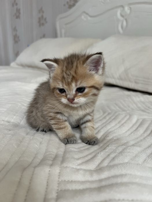 Продам породистых котят