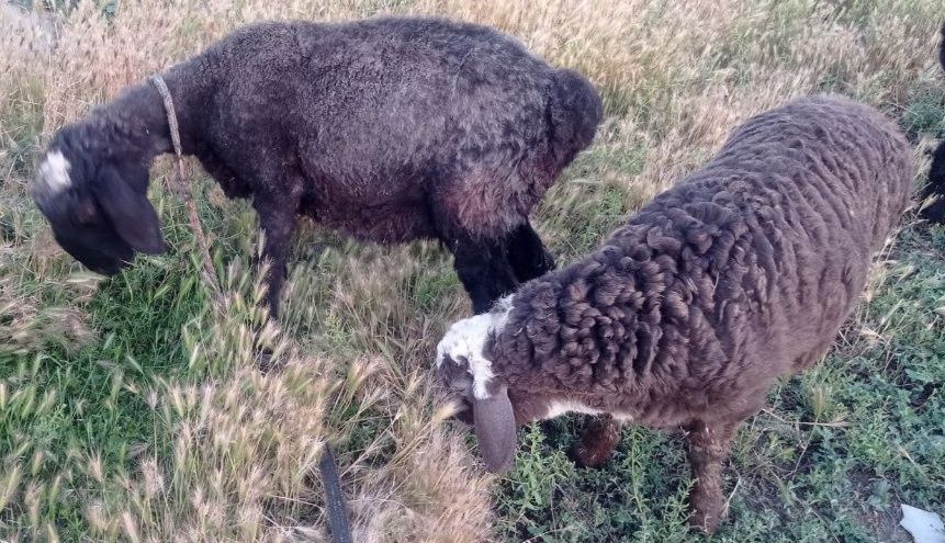 Quylar sitiladi ona bacha