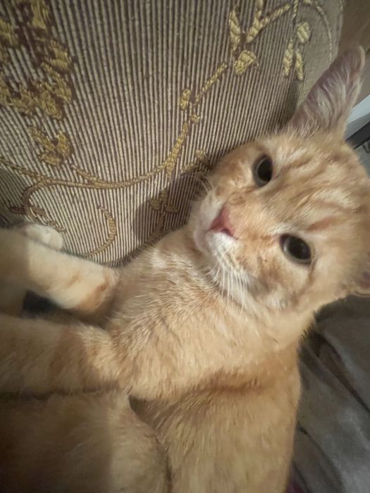 Ищем дом мурчательному рыжику!