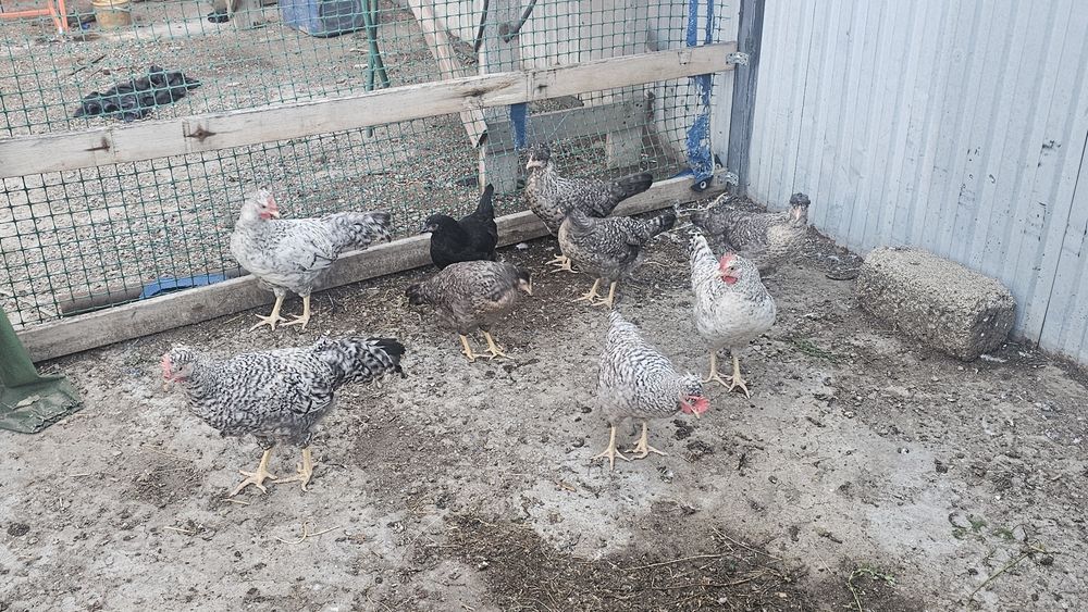 Продам куры породы Легбар