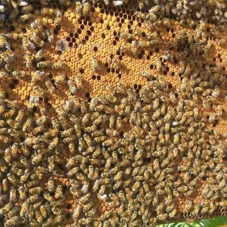 Vand FAMILII de albine cu FACTURA