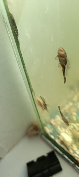 Сомики присоски молодь