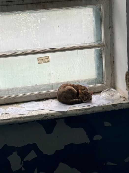 В подьезде прибился молодой кот.