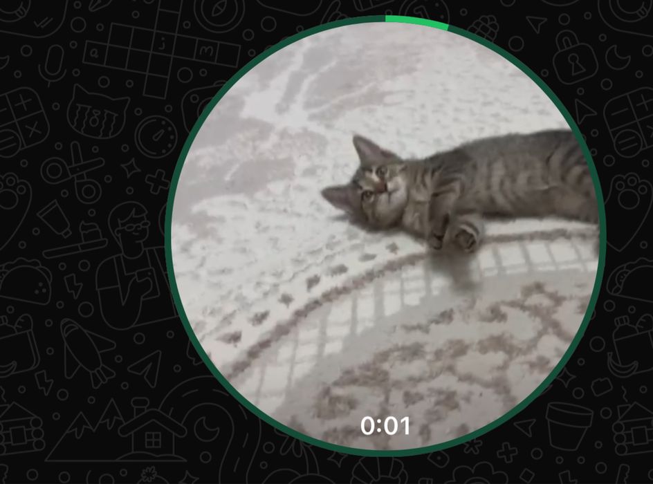 Кошка в хорошие руки