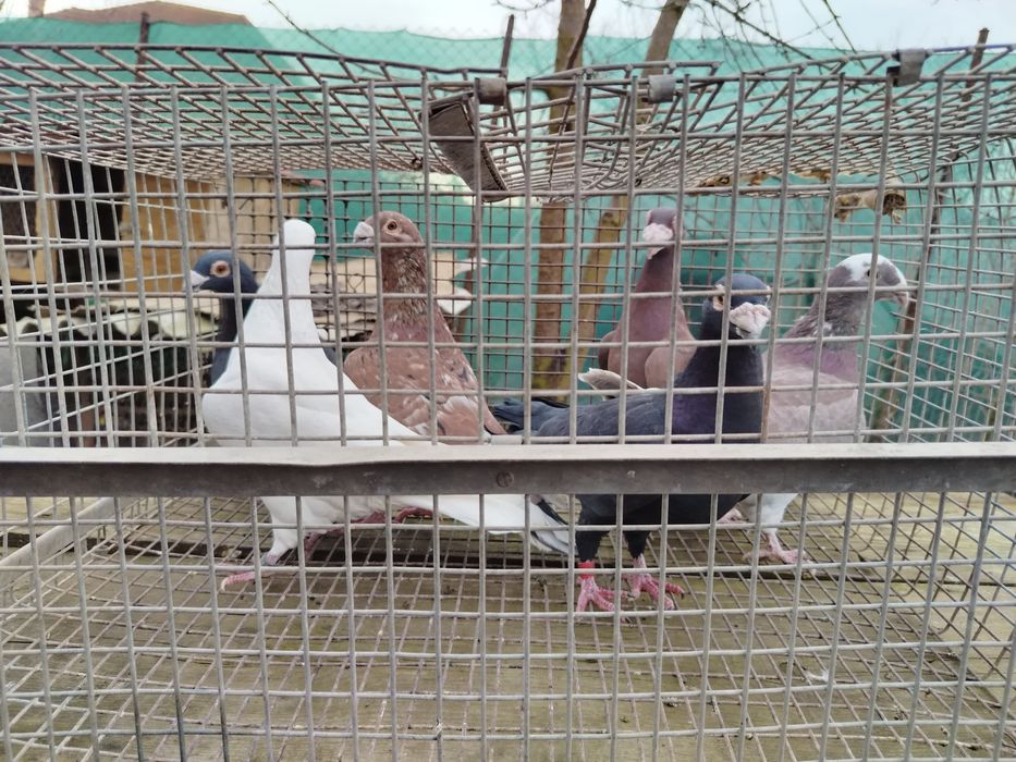 Voiajori stil vechii