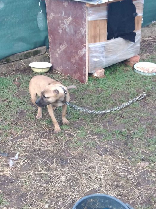 Свободно женско питбулче