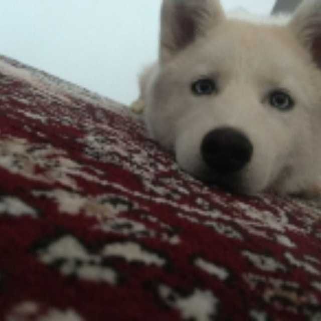 Сибирский хаски йуколди