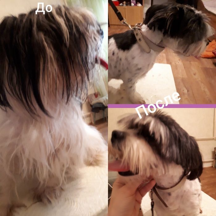 Стрижка собак кошек от 3500