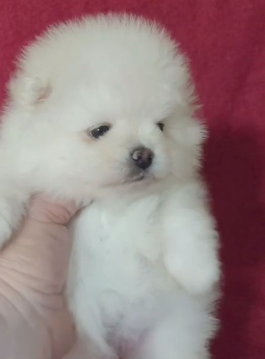 Щенки шпица мини