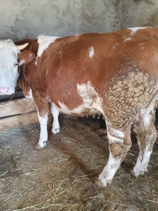 Schimb cu Vacă de Abator