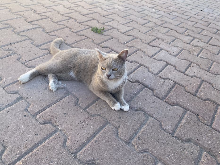 Отдам в добрые руки