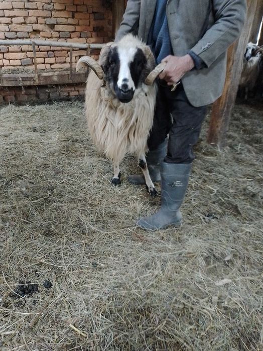 Berbeci de vanzare la al doilea miel