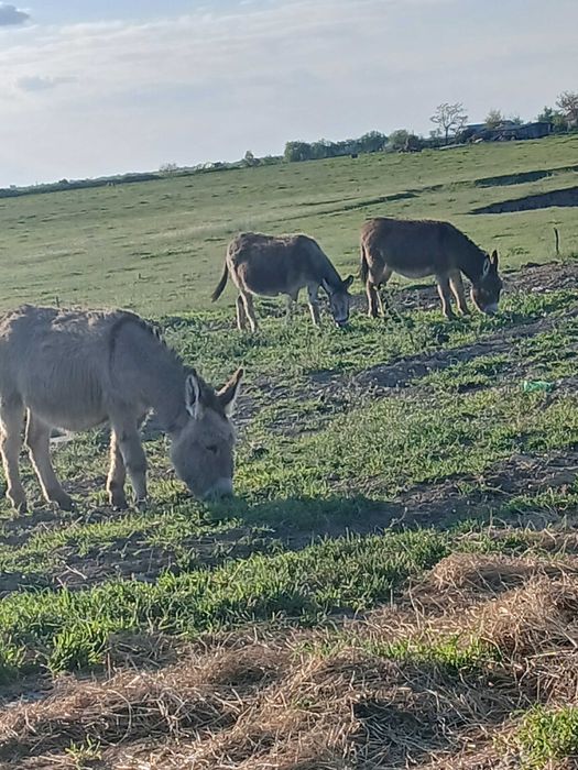 Animale magarii de vanzare femele