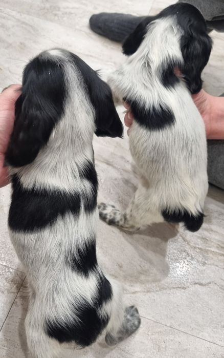 Продаются щенки русского спаниеля