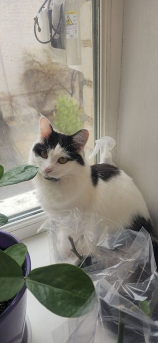 Отдам в добрые руки