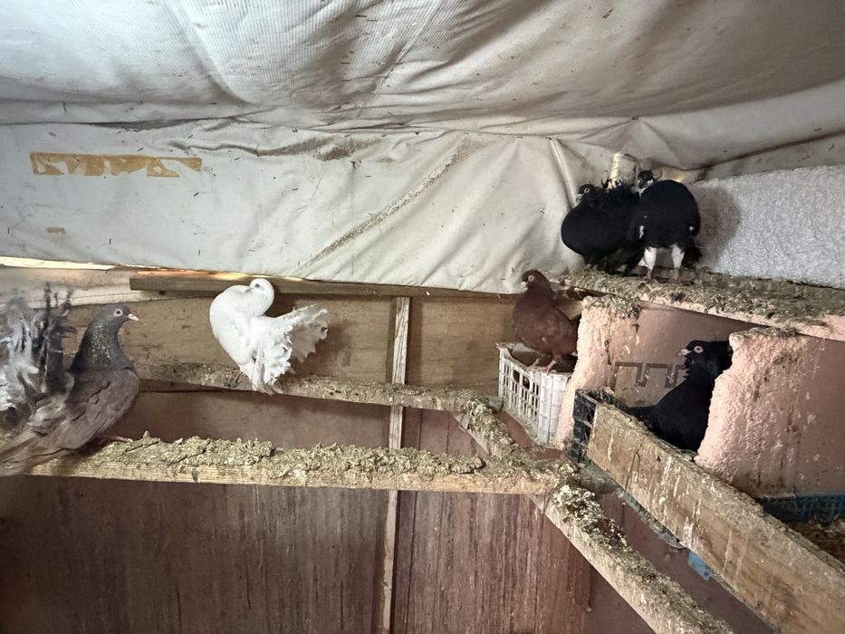 Голуби павлины оптом